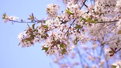 4k实拍春日自然风光阳光下的樱花视频的预览图